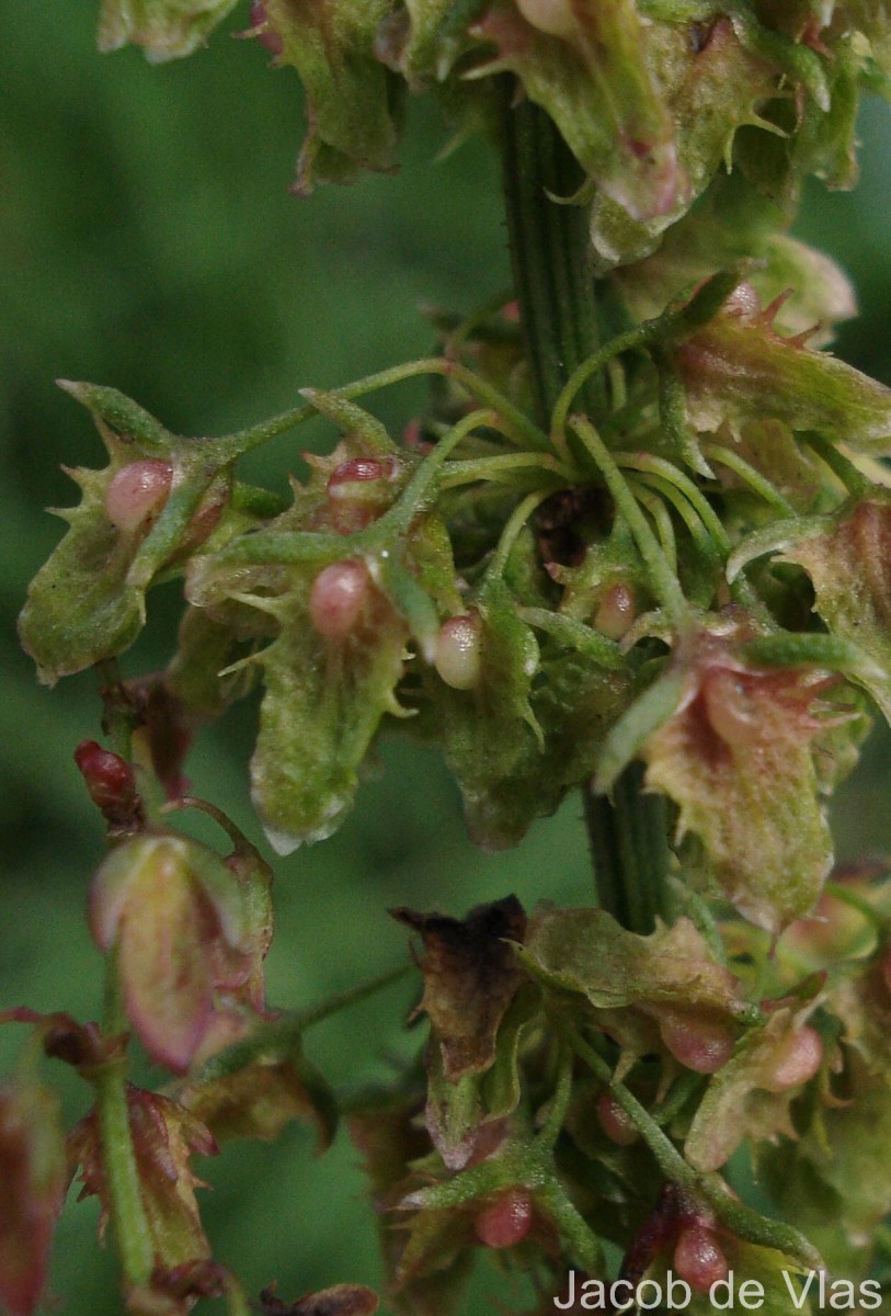 Rumex obtusifolius L.